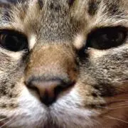 なつゆめ