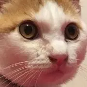 とみたま