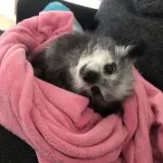 蒼天たんママ