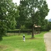 レモンサイダーの画像
