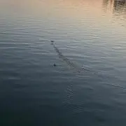 鴨の親子の画像