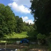 とりの画像