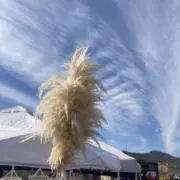 よしよしの画像