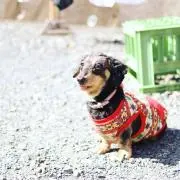 あちゃの画像