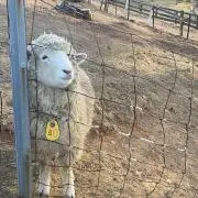 めぃの画像