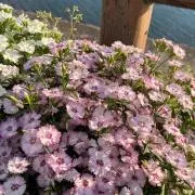hikaの画像