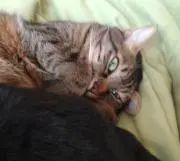 とらねこさんの画像