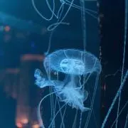 凛の画像