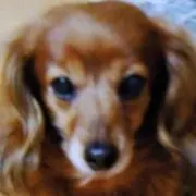あづきの画像