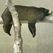 ももたろう☆