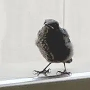 カナリアの画像