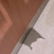 ちゃの画像