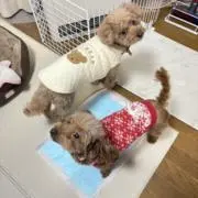 のりの画像