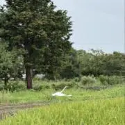 コタの画像