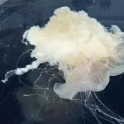 みかりん