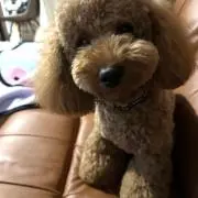 のんのんの画像