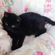 AYAの画像