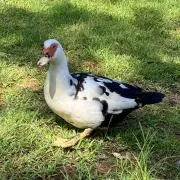 MU(断捨離中)の画像