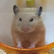 ハム