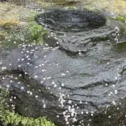 ヒデの画像
