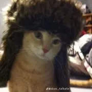ぴこぴこの画像