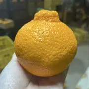 大月尚農園