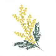 mimosaの画像
