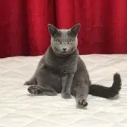 蘭丸の画像