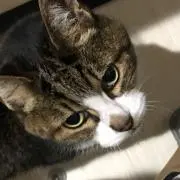 あり
