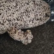まーの画像