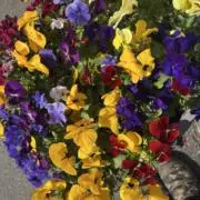 つぐも※プロフィール御拝読くださいませ！の画像