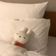 ぴぴの画像