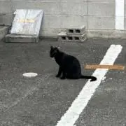 ともの画像