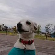 のりりん