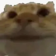 nitten