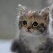 緒花