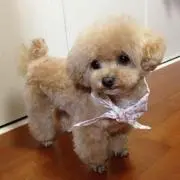 ♡CHANEL♡の画像