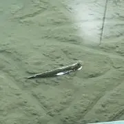Mutsuの画像