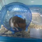 みんとちょこの画像