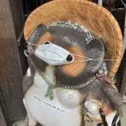 ぜきの画像