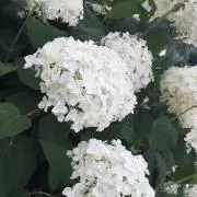 ウイリーの画像
