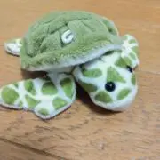 かめちゃんの画像