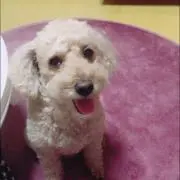 RICO