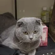 あだちの画像