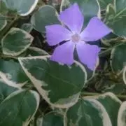 kaokaori86