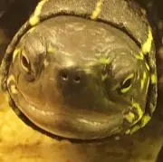 ぼうし