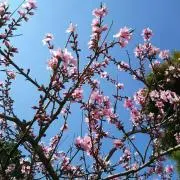 KIKIRARAの画像