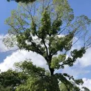 ぽちの画像