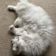 Rinkouの画像