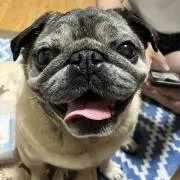 ぷーちゃんの画像
